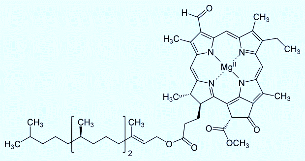 Molecular structure of chlorophyll