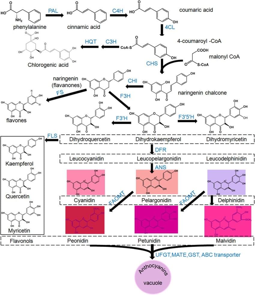 Biosynthetic pathway of anthocyanin