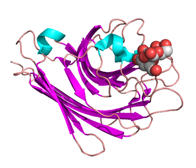 Peanut agglutinin complexed with a di-galactose