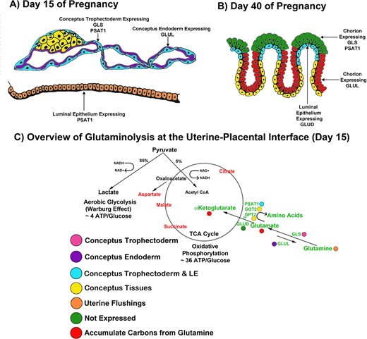 Figure 8. Schematic model of glutaminolysis pathway flux and carbon transitions