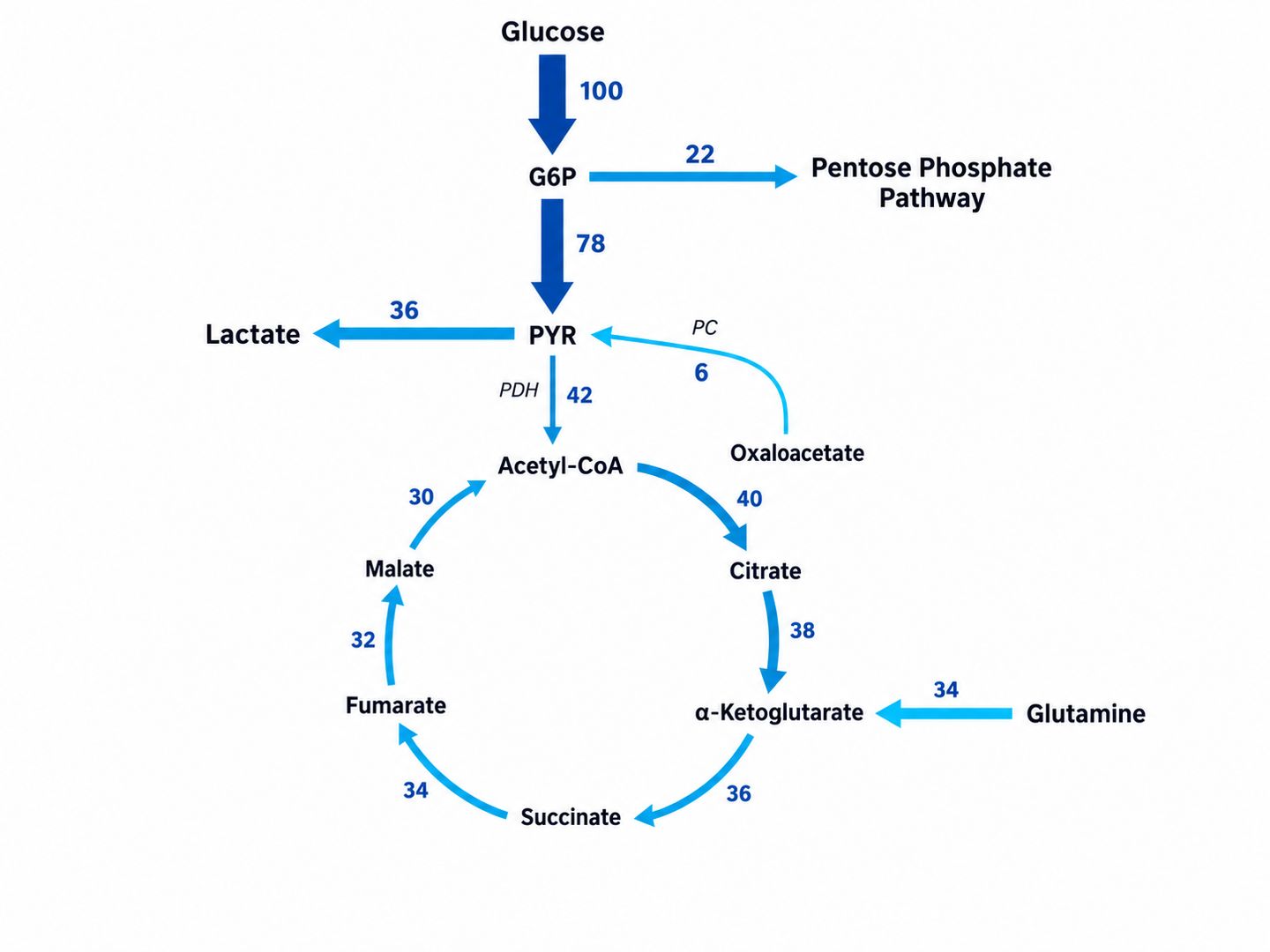 Quantitative Metabolic Flux Map of Central Carbon Metabolism