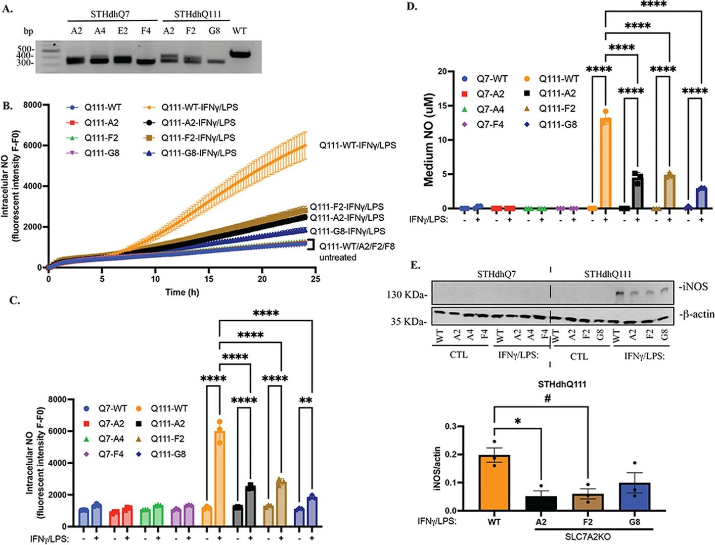 Figure 4. Quantitative measurement of arginine and urea cycle nitrogen metabolites
