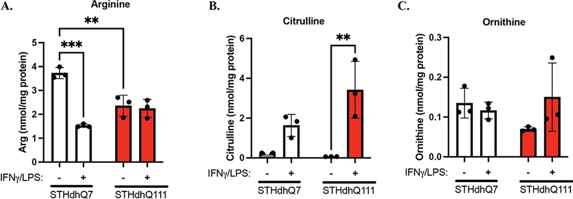 Figure 6. Schematic pathway of arginine nitrogen flux and transamination