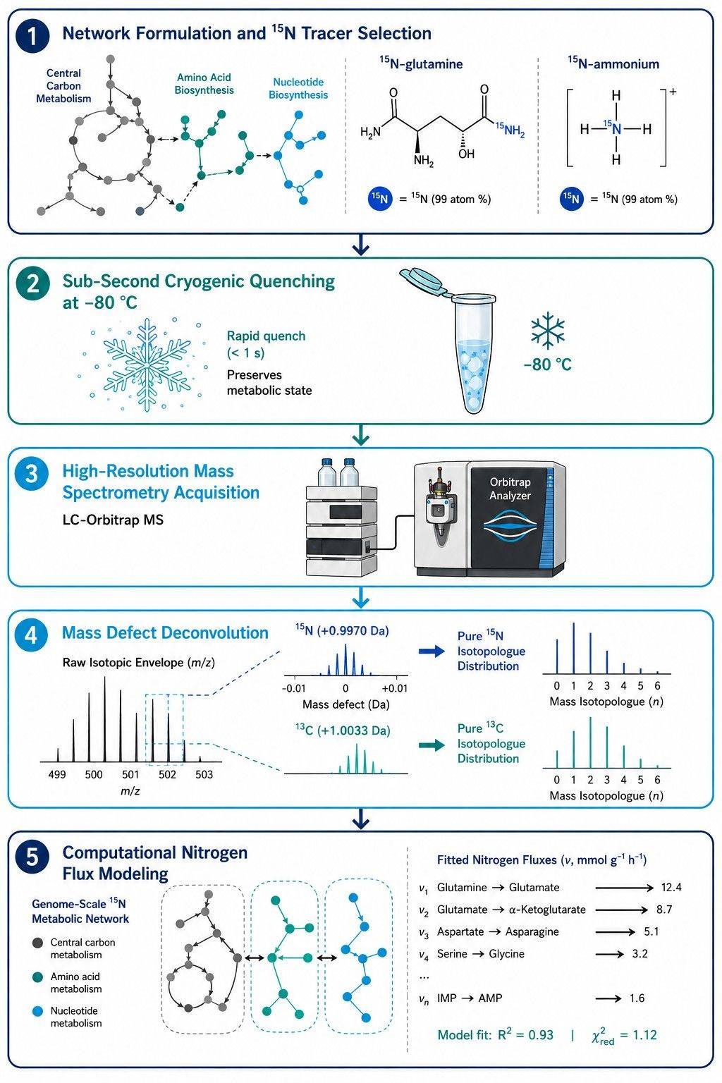 15N Metabolic Flux Analysis Workflow