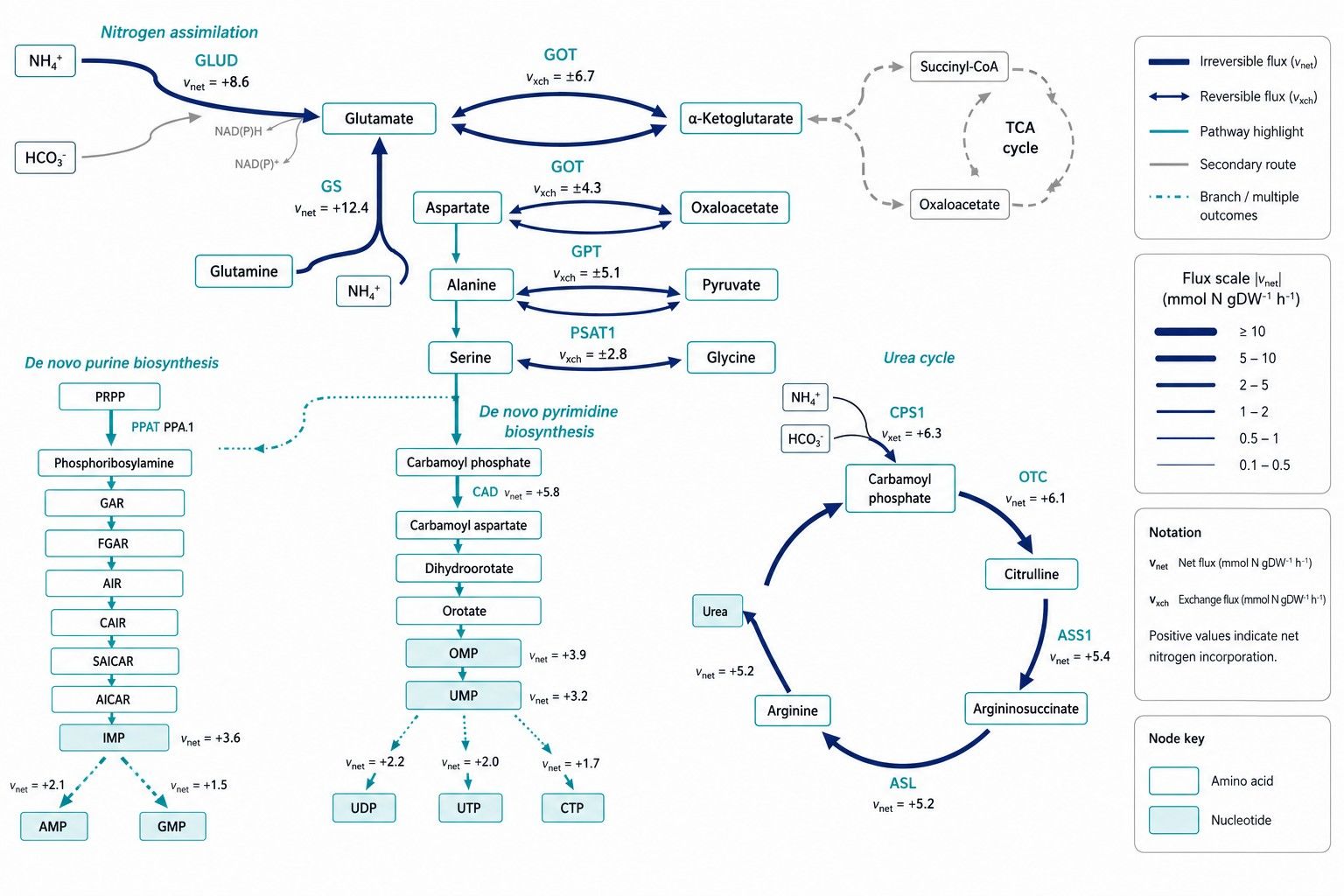 Quantitative Nitrogen Transamination and Biosynthetic Flux Map