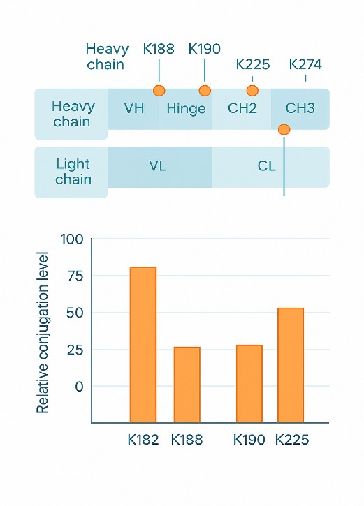 Heavy and light chain map with labeled lysine sites and a matching bar chart of relative conjugation