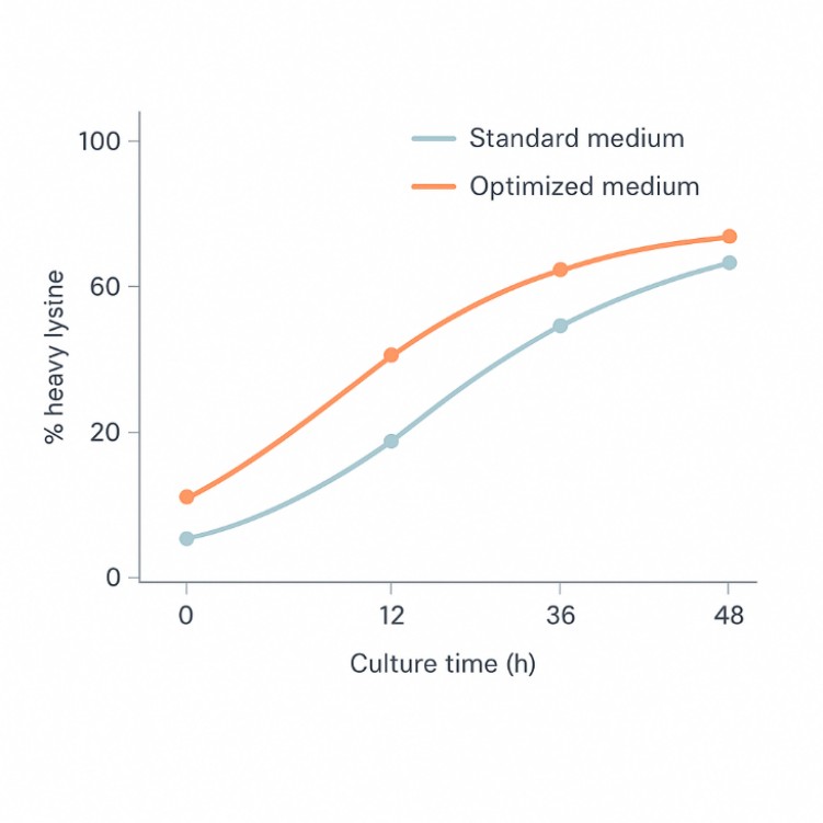Line chart showing % heavy lysine over culture time for standard and optimized media, with the optimized condition reaching higher labeling efficiency faster.