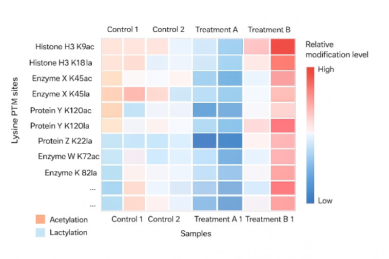 Heatmap displaying relative lysine acetylation and lactylation at multiple sites for control, Treatment A and Treatment B, with a blue-to-red intensity scale.
