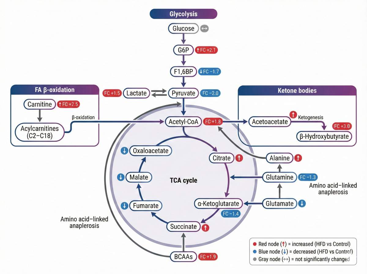 Pathway diagram of central energy metabolism with key metabolites marked as increased or decreased.