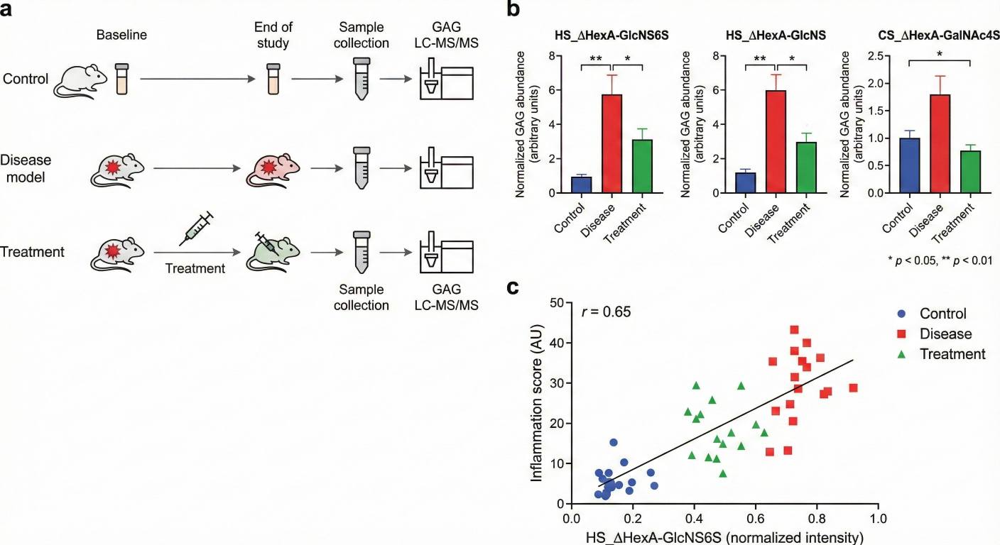 Study design diagram, group-wise GAG changes and a correlation plot linking a GAG motif to a biological endpoint.