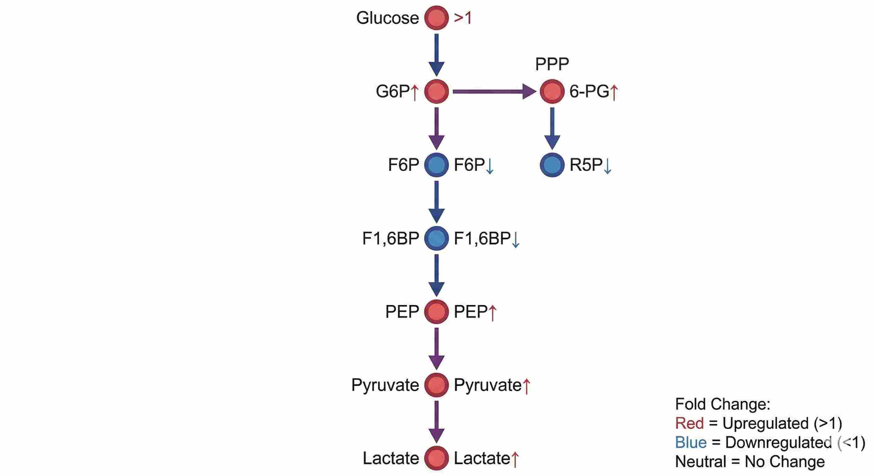 Pathway diagram of glycolysis and PPP with fold change overlay on metabolites.