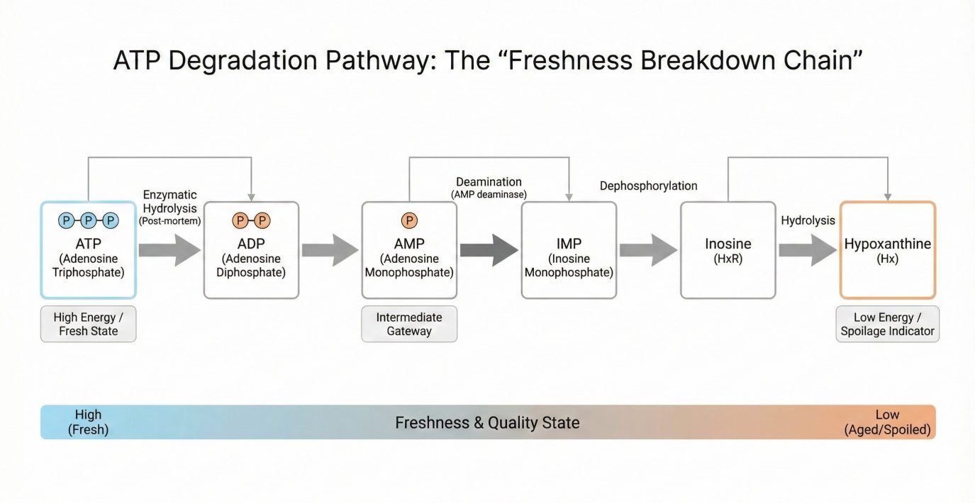 Linear pathway diagram illustrating ATP degradation in food tissues: ATP, ADP, AMP, IMP, inosine, and hypoxanthine arranged from left to right to represent progression over time and freshness decline.