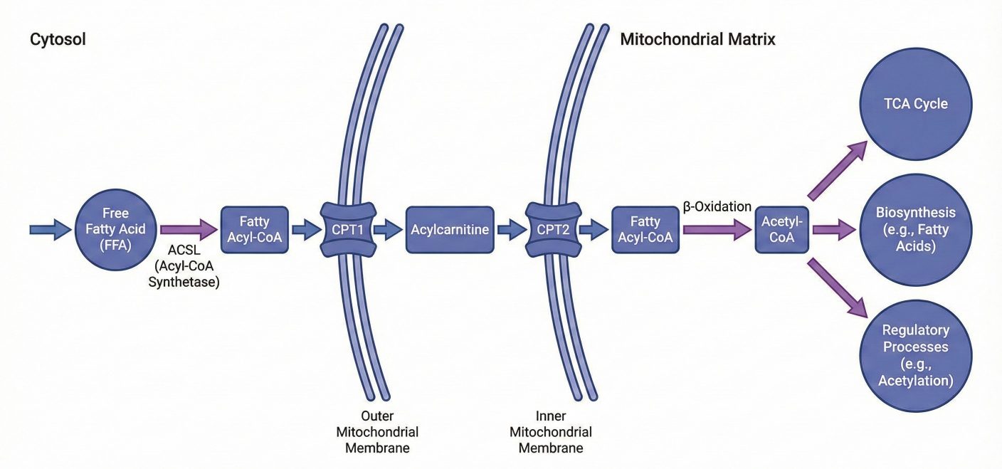 20260108-acyl-coa-definition-types-and-why-it-matters-in-metabolic-research-1.jpg