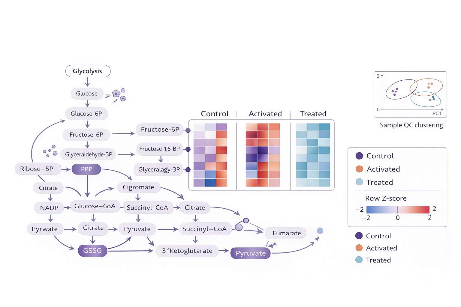 Central carbon metabolism pathway map with node heatmap and QC inset for immunometabolism targeted metabolomics.
