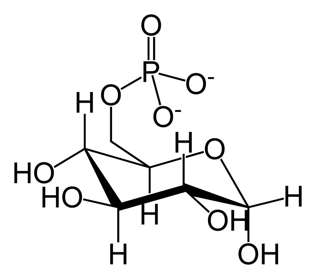 Molecular structure of glucose-6-phosphate