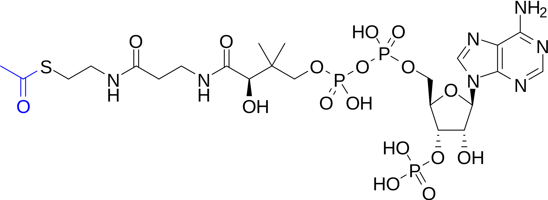 Molecular structure of acetyl-CoA