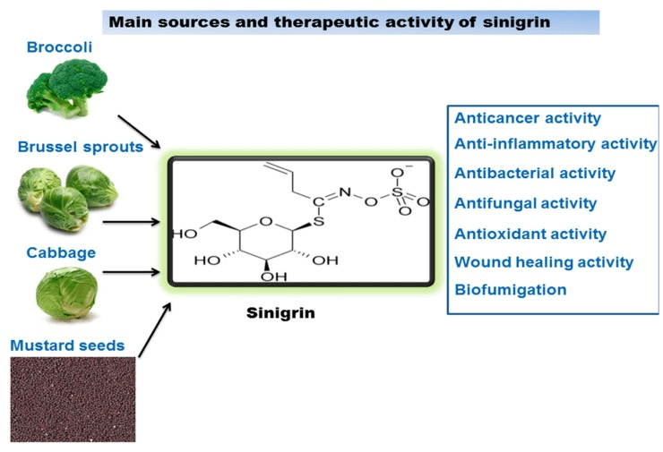 Sinigrin sources and its therapeutic activity