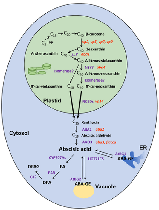 Abscisic acid (ABA) biosynthesis, catabolism, and (de)conjugation in plants