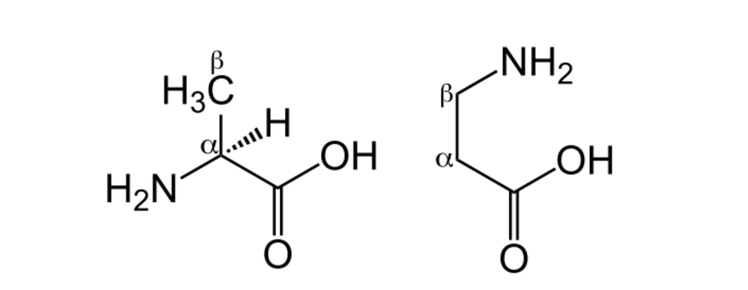 Comparison of Beta-alanine (right) and L-alanine (left)