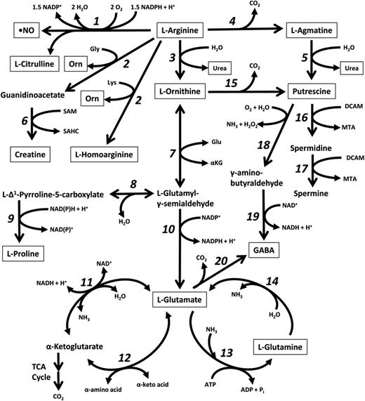 Pathways of arginine catabolism.