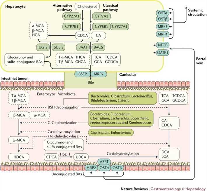 Bile-Acids-Classification-Synthesis-and-Metabolism-Detection-Methods-1.jpg