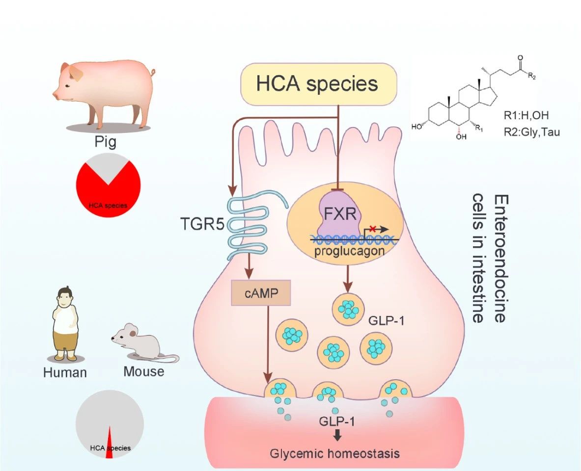 Mechanism of HCA in regulating blood glucose