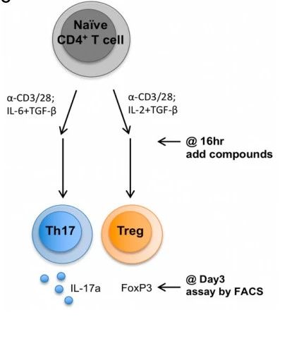 Lithotrizoic acid derivatives affect Th17 and Treg cell differentiation