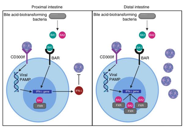 Small intestinal regional effect model of bile acids on norovirus infection in mice