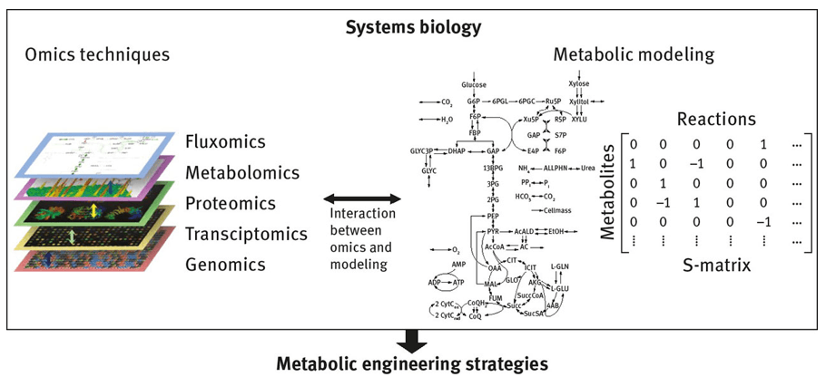 Biofuel Metabolomics Analysis Services