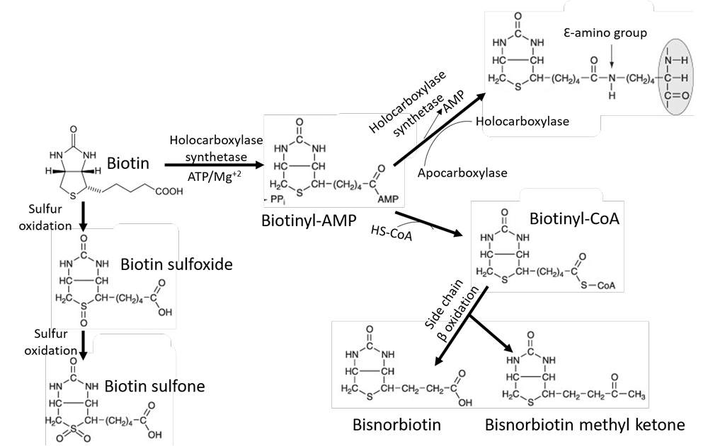 The overview of biotin catabolism