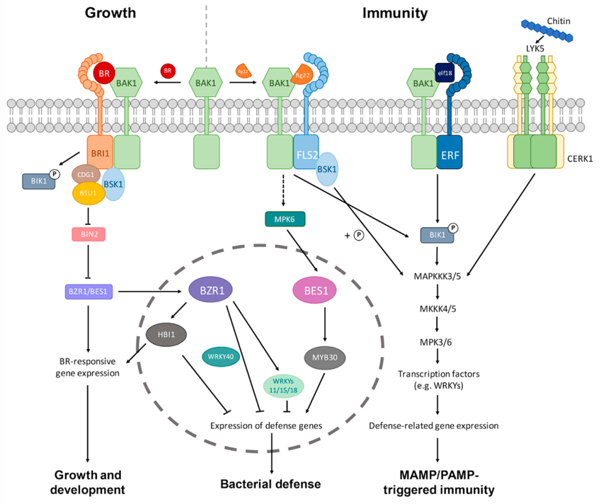 Brassinosteroid (BR) interaction with the innate immunity pathways in plants