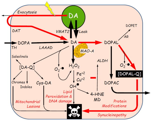 Overview of the catecholamine autotoxicity theory. 