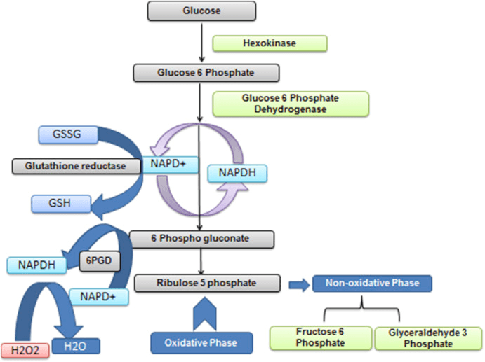 Schematic representation of the involvement of G6PD in energy harnessing and as an antioxidant