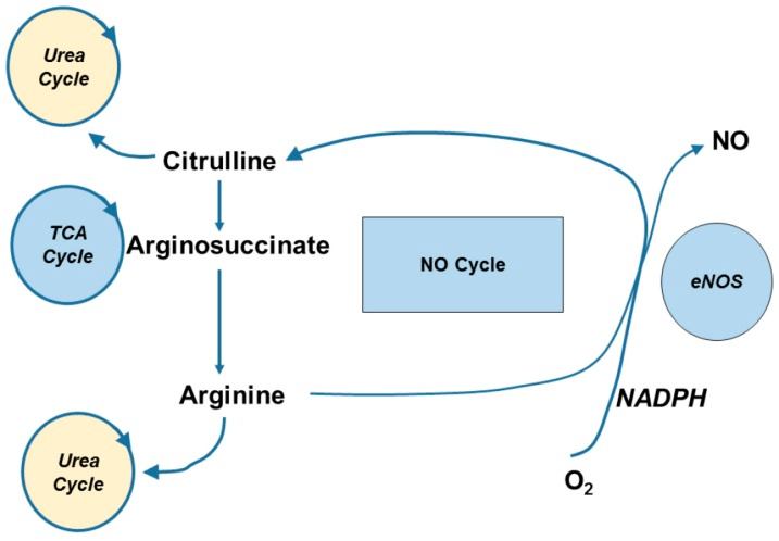 Nitric Oxide (NO) Cycle.