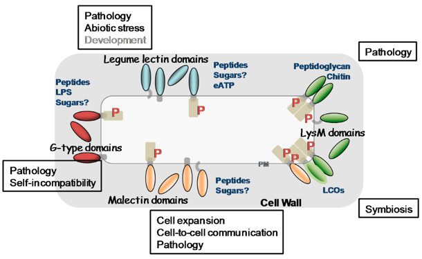 Classification, Function and Detection of Plant Lectins