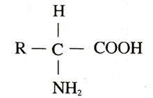 Amino acid structure