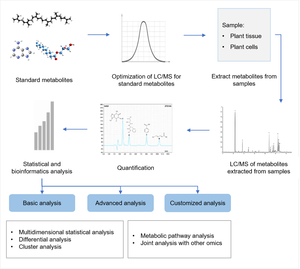  Workflow of targeted metabolomics service of dichroine