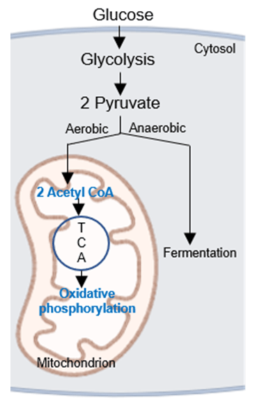 Simplified example of energy metabolism of glucose in the cell.