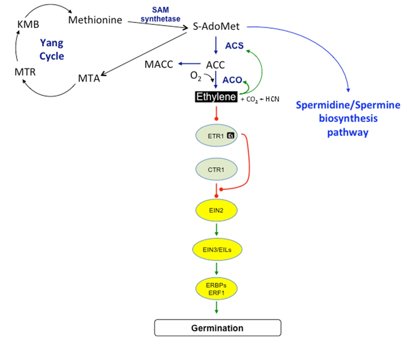 Ethylene biosynthesis and signaling pathways