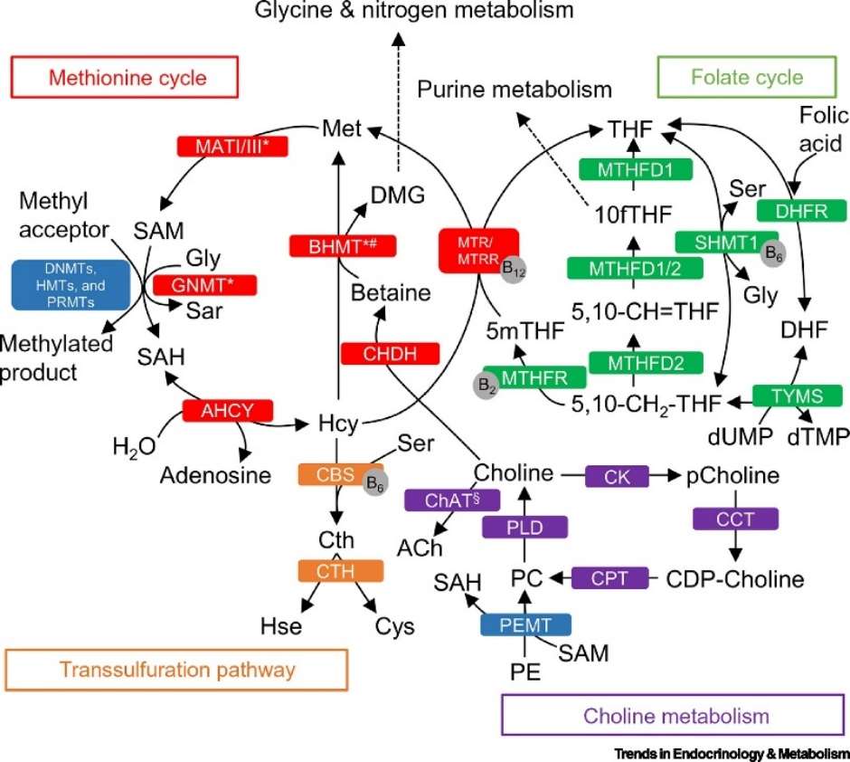 Exploring-One-Carbon-Metabolism-Importance-Pathways-and-Analytical-Techniques-1.jpg