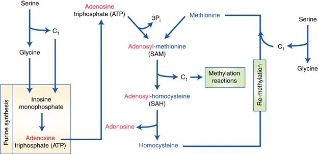 The contribution of one-carbon metabolism to methylation