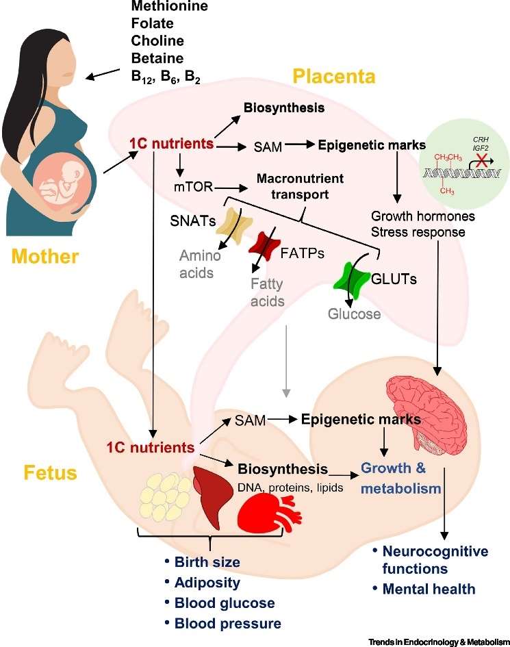 Maternal intake of 1C nutrients may affect the status of 1C nutrients in the fetus, thereby influencing biosynthesis of nucleic acids, proteins, and lipids and epigenetic regulation, eventually affecting cellular growth and metabolism