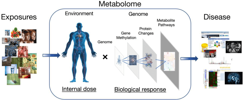 The framework for the metabolome as a central measure for linking exposure to internal dose, biological response, and disease