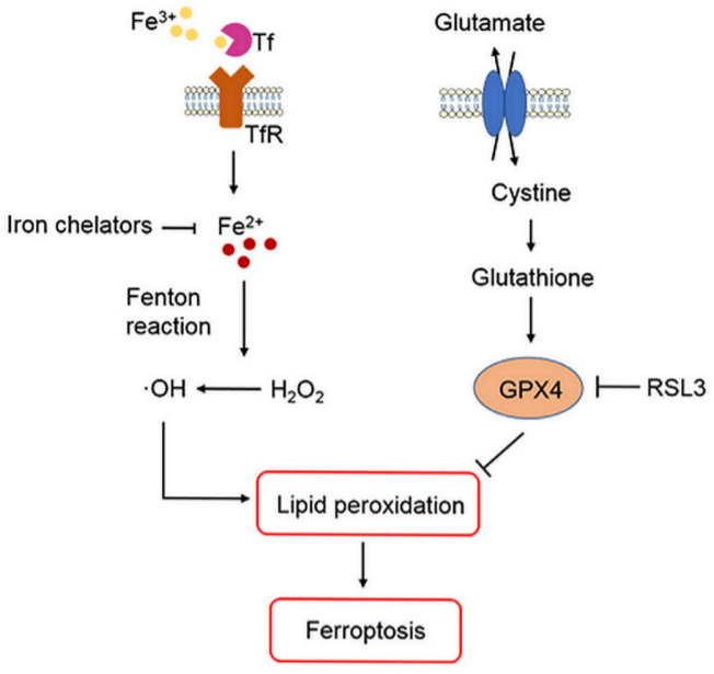 Role of iron, glutathione and lipid peroxidation in ferroptosis 