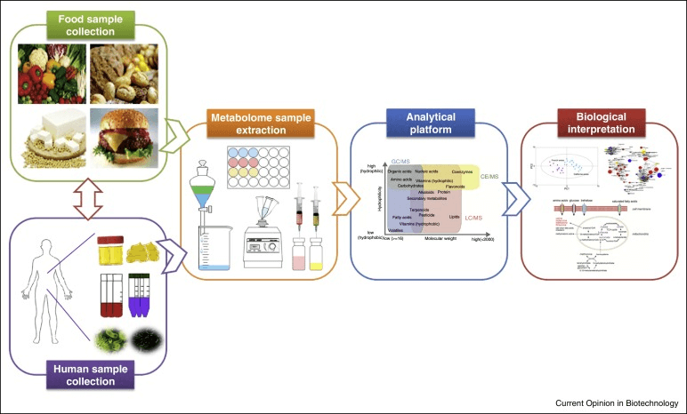 The workflow of food metabolomics