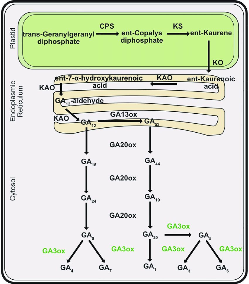 The gibberellins biosynthesis pathway in higher plants