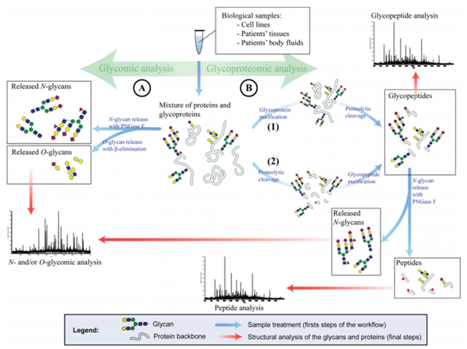 Glycomic and glycoproteomic strategies for glycan analysis.