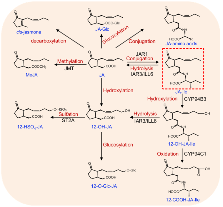 Derivatives and metabolites of JA