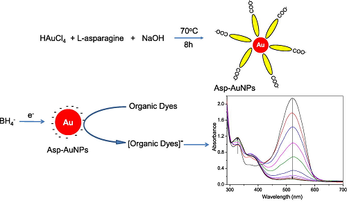 Synthesis and characterization of L-asparagine stabilized gold nanoparticles: Catalyst for degradation of organic dyes.