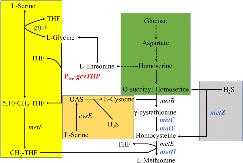 Construction of recombinant E. coli for enhanced production of L-Methionine
